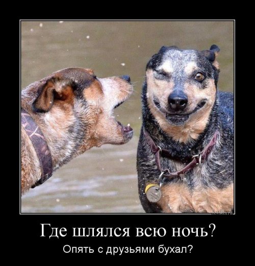 Новые демотиваторы-приколы (14 шт)