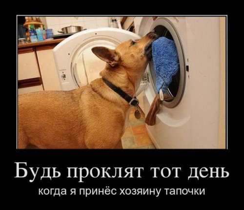 Свежая порция демотиваторов (13 шт)