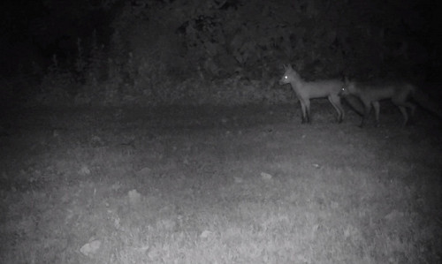 
Похитители газет нагрянули на&nbsp;Северную Каролину&nbsp
