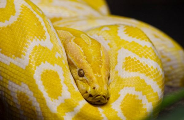 
Девушка делит спальню со&nbsp;змеями&nbsp
