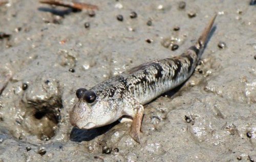 Топ-10: коварные рыбы, охотящиеся на наземных животных