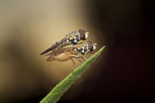 "Ранние пташки": портреты насекомых на восходе солнца в фотографиях Данаи Вулф (22 фото)