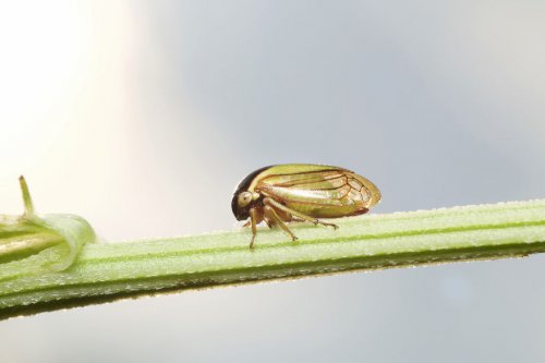 "Ранние пташки": портреты насекомых на восходе солнца в фотографиях Данаи Вулф (22 фото)