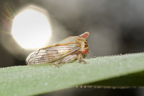 "Ранние пташки": портреты насекомых на восходе солнца в фотографиях Данаи Вулф (22 фото)
