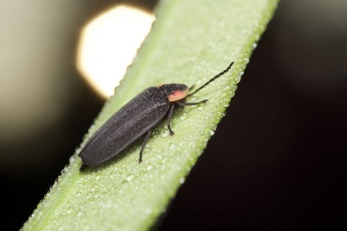 "Ранние пташки": портреты насекомых на восходе солнца в фотографиях Данаи Вулф (22 фото)