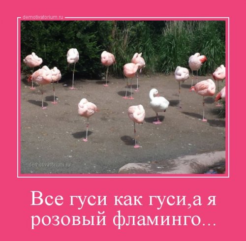 Свежие демотиваторы на Бугаге (13 шт)