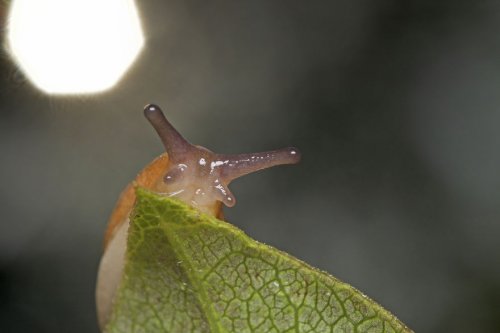 "Ранние пташки": портреты насекомых на восходе солнца в фотографиях Данаи Вулф (22 фото)