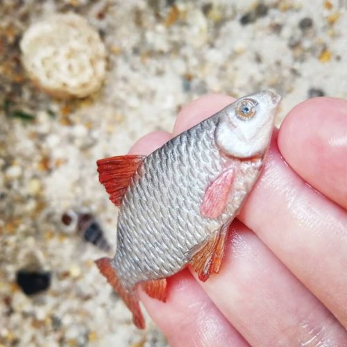 Декор для кружки в виде невероятно реалистичной рыбы (24 фото)