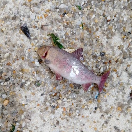 Декор для кружки в виде невероятно реалистичной рыбы (24 фото)