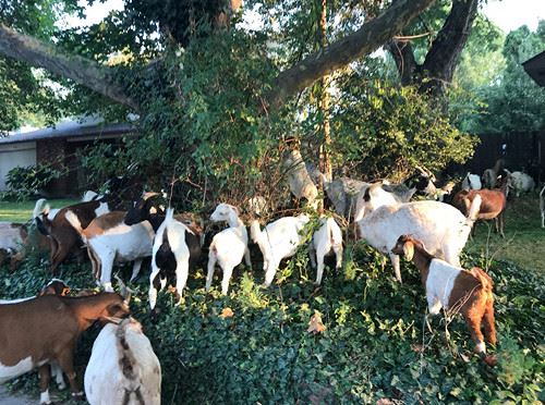 
Козы совершили набег на&nbsp;американский город&nbsp
