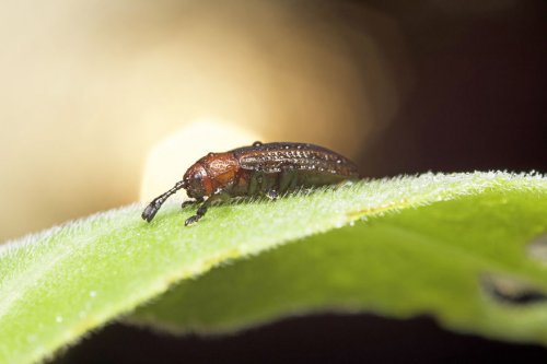 "Ранние пташки": портреты насекомых на восходе солнца в фотографиях Данаи Вулф (22 фото)