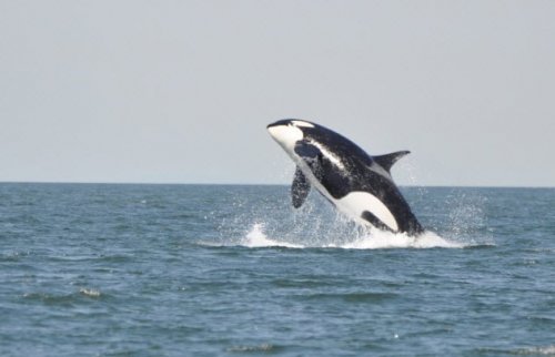 Топ-10: коварные рыбы, охотящиеся на наземных животных