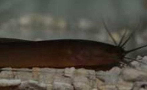 Топ-10: коварные рыбы, охотящиеся на наземных животных