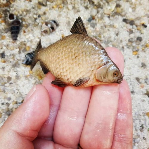 Декор для кружки в виде невероятно реалистичной рыбы (24 фото)