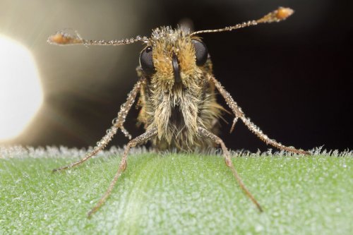 "Ранние пташки": портреты насекомых на восходе солнца в фотографиях Данаи Вулф (22 фото)