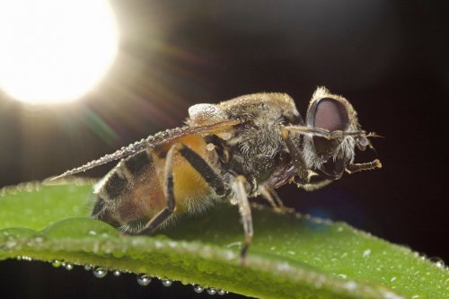 "Ранние пташки": портреты насекомых на восходе солнца в фотографиях Данаи Вулф (22 фото)