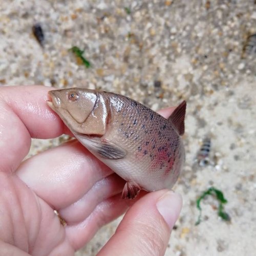 Декор для кружки в виде невероятно реалистичной рыбы (24 фото)