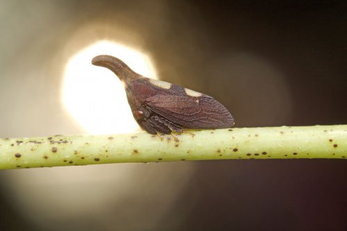 "Ранние пташки": портреты насекомых на восходе солнца в фотографиях Данаи Вулф (22 фото)