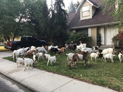 
Козы совершили набег на&nbsp;американский город&nbsp
