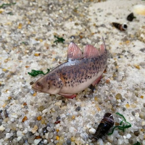 Декор для кружки в виде невероятно реалистичной рыбы (24 фото)