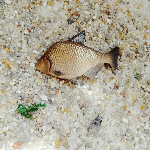 Декор для кружки в виде невероятно реалистичной рыбы (24 фото)