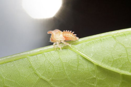 "Ранние пташки": портреты насекомых на восходе солнца в фотографиях Данаи Вулф (22 фото)