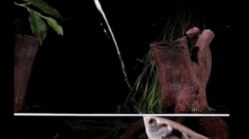 Топ-10: коварные рыбы, охотящиеся на наземных животных