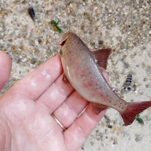 Декор для кружки в виде невероятно реалистичной рыбы (24 фото)