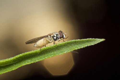"Ранние пташки": портреты насекомых на восходе солнца в фотографиях Данаи Вулф (22 фото)