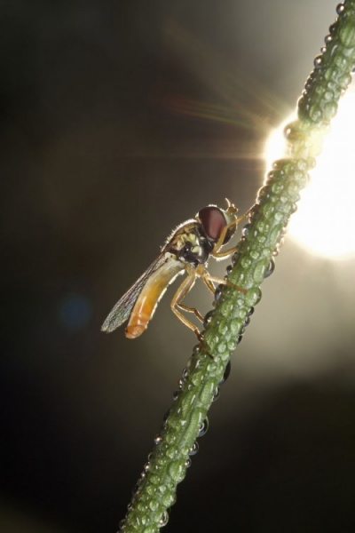 "Ранние пташки": портреты насекомых на восходе солнца в фотографиях Данаи Вулф (22 фото)