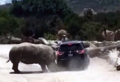 
Носорог преследовал джип&nbsp
