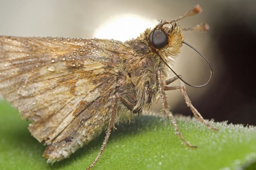 "Ранние пташки": портреты насекомых на восходе солнца в фотографиях Данаи Вулф (22 фото)