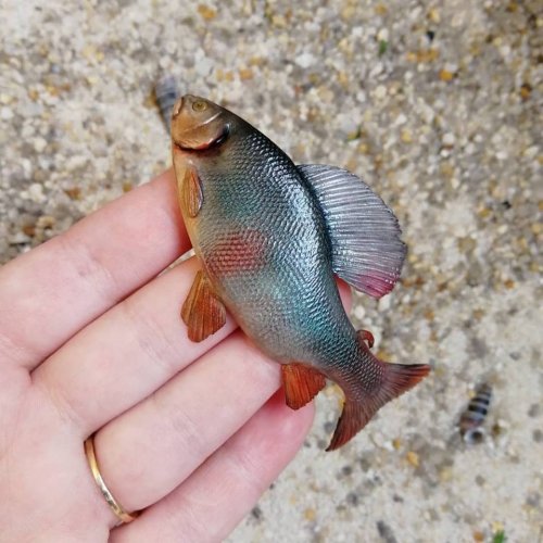 Декор для кружки в виде невероятно реалистичной рыбы (24 фото)