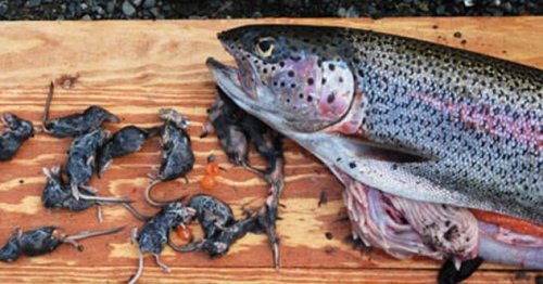 Топ-10: коварные рыбы, охотящиеся на наземных животных