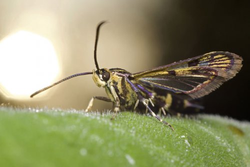 "Ранние пташки": портреты насекомых на восходе солнца в фотографиях Данаи Вулф (22 фото)