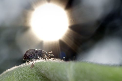"Ранние пташки": портреты насекомых на восходе солнца в фотографиях Данаи Вулф (22 фото)