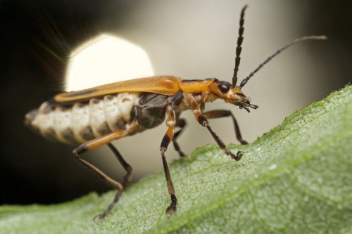 "Ранние пташки": портреты насекомых на восходе солнца в фотографиях Данаи Вулф (22 фото)