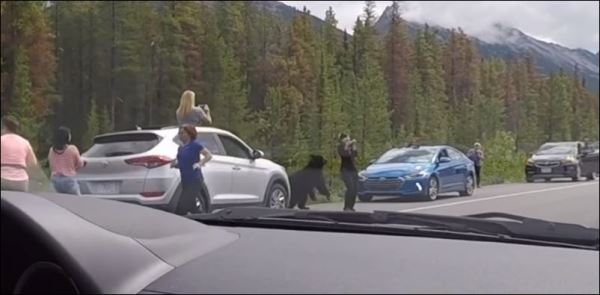 Медведь распугал туристов