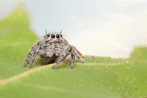 "Ранние пташки": портреты насекомых на восходе солнца в фотографиях Данаи Вулф (22 фото)