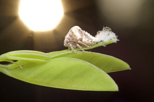 "Ранние пташки": портреты насекомых на восходе солнца в фотографиях Данаи Вулф (22 фото)