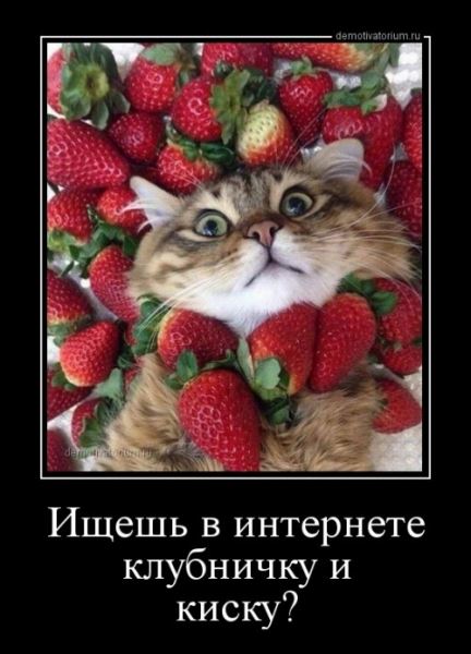 Новая порция демотиваторов (18 шт)