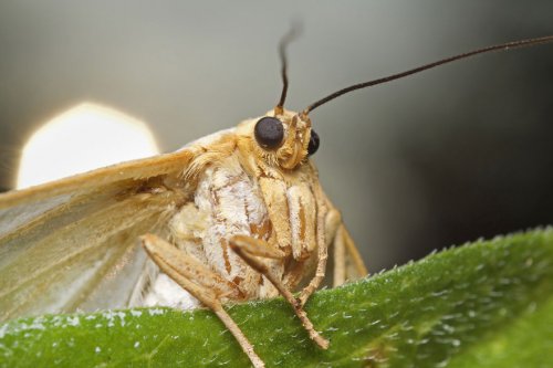 "Ранние пташки": портреты насекомых на восходе солнца в фотографиях Данаи Вулф (22 фото)